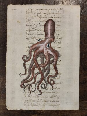 Octopus on ancient book page
