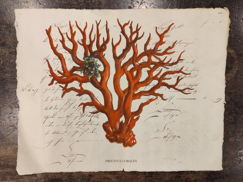 Precious corales rosso su carta antica
