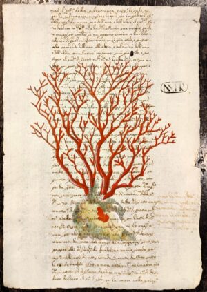 Precious corales rosso su carta antica