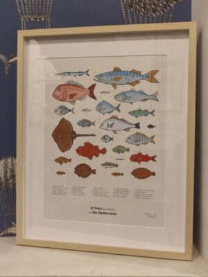 quadro "25 pesci da avvistare nel mediterraneo"