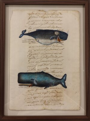 Quadro "Cetacei su carta antica - Le Grand Cachalot e le Cachalot Cylindrique"