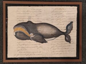 framed print "cetacean on ancient book pages - la baleine franche"