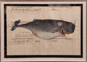 Quadro "Cetaceo su carta antica - Le Grand Cachalot"