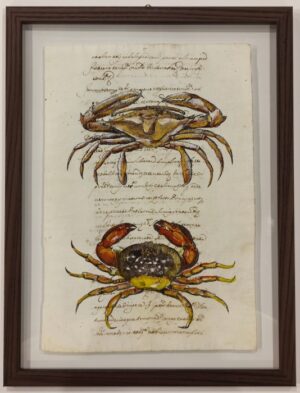 quadro "crostacei su carta antica - monoftalmo spinoso e granchio corallino"