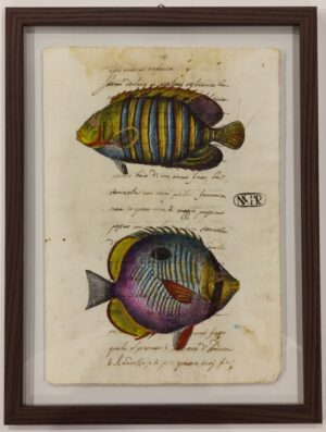 quadro "pesci su carta antica - la bandoliere rajee e la tache noire"