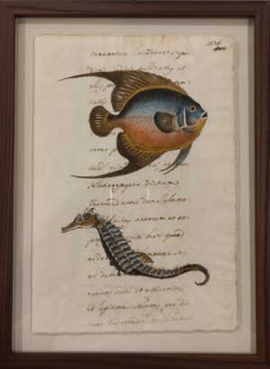 quadro "pesci su carta antica - la dorade e l'hippocampe"