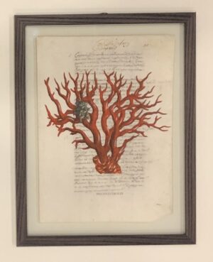 precious corales rosso su carta antica con cornice