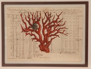 quadro "precious corales rosso su carta antica"