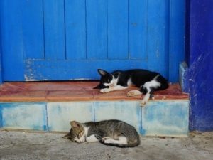Racconti di mare: Il gatto, Storie del porto - Giampaolo Cantini
