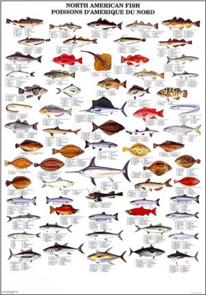 north american fish poster