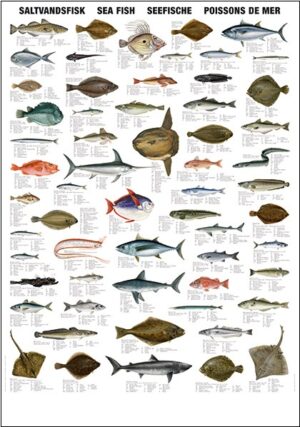 saltwater fish poster