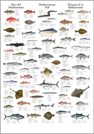 mediterranean fish poster