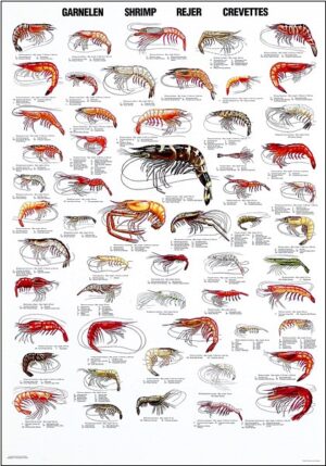 shrimp poster