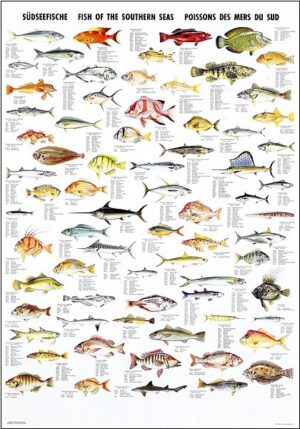 fishes of the southern seas poster