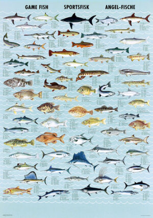 game fish poster