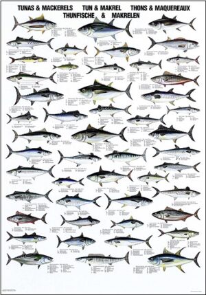 tuna and mackerel poster