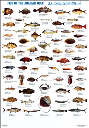 fishes of the arabian gulf poster