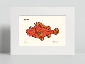 scorfano - scorpaena scrofa