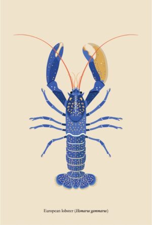 Double-sided bookmark - European lobster (Homarus grammarus)