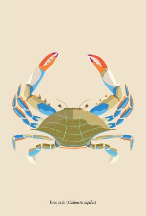 Double-sided bookmark - Blue crab (Callinectes sapidus)