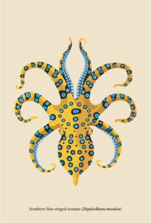 Double-sided bookmark - Southern blue-ringed octopus (Hapalochlaena maculosa)