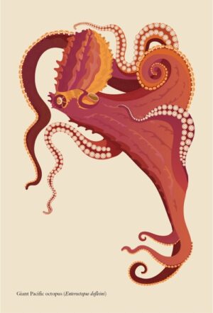 Double-sided bookmark - Giant Pacific octopus (Enteroctopus dofleini)