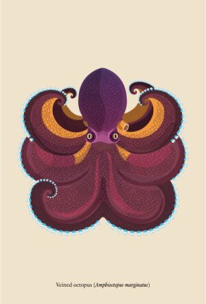 Double-sided bookmark - Veined octopus (Amphioctopus marginatus)