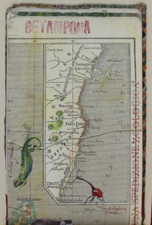 verde stupore - madagascar - immagine 2