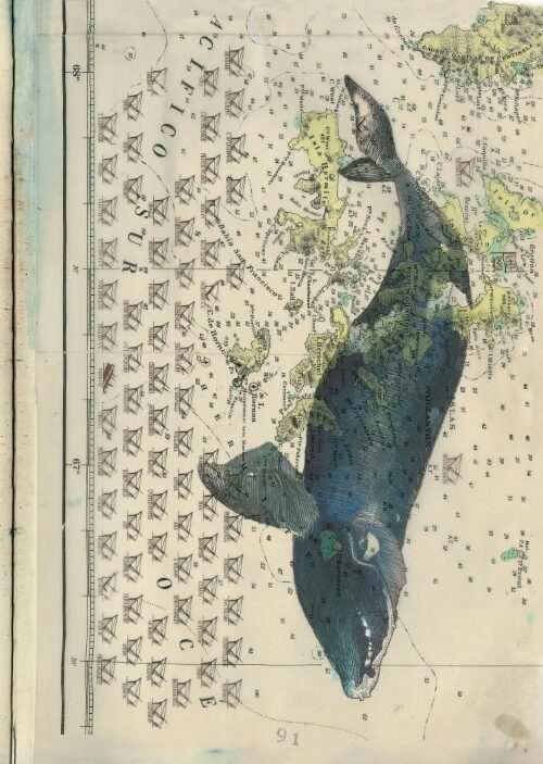 verso capo horn - immagine 5